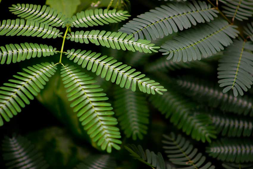 acacia-robinier-miniature