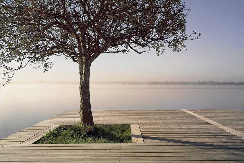 Terrasse en bois avec un arbre au milieu